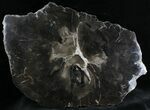 Triassic Petrified Wood Slab - Arizona #28260-1